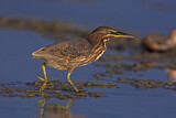 Image. Striated Heron