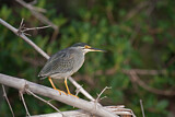 Image. Striated Heron