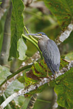 Image. Striated Heron