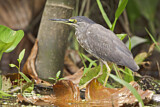 Image. Striated Heron