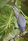 Image. Striated Heron