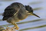 Image. Striated Heron