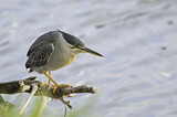Image. Striated Heron