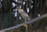 Image. Striated Heron