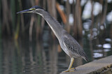 Image. Striated Heron