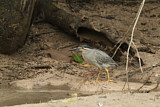 Image. Striated Heron