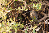 Image. Striated Heron