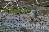 Image. Striated Heron