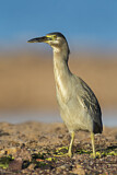 Image. Striated Heron