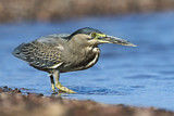 Image. Striated Heron