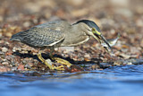 Image. Striated Heron