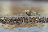 Image. Striated Heron