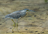 Image. Striated Heron