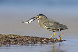 Image. Striated Heron