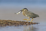 Image. Striated Heron
