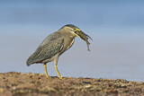 Image. Striated Heron