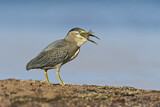 Image. Striated Heron
