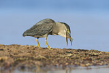 Image. Striated Heron