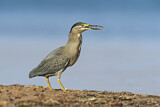 Image. Striated Heron