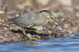 Image. Striated Heron
