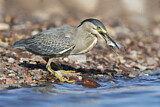 Image. Striated Heron