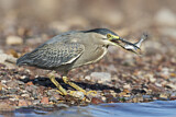 Image. Striated Heron