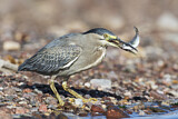 Image. Striated Heron