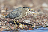 Image. Striated Heron