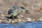 Image. Striated Heron