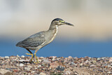 Image. Striated Heron