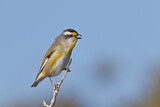 Image. Striated Pardalote