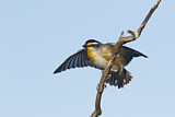 Image. Striated Pardalote