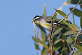 Image. Striated Pardalote