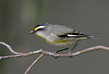 Image. Striated Pardalote