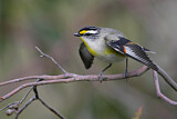 Image. Striated Pardalote