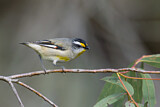 Image. Striated Pardalote