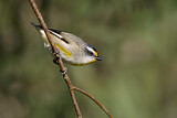 Image. Striated Pardalote