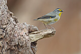 Image. Striated Pardalote