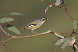 Image. Striated Pardalote