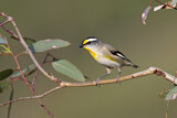 Image. Striated Pardalote