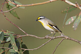 Image. Striated Pardalote