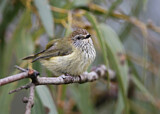 Image. Striated Thornbill