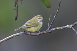 Image. Striated Thornbill