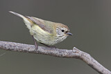 Image. Striated Thornbill