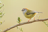 Image. Striated Thornbill