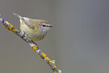 Image. Striated Thornbill