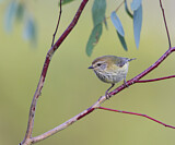 Image. Striated Thornbill
