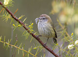 Image. Striated Thornbill