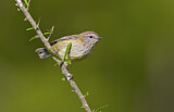 Image. Striated Thornbill