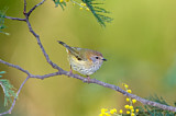 Image. Striated Thornbill
